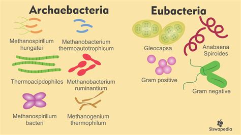 how are archaebacteria similar to eubacteria